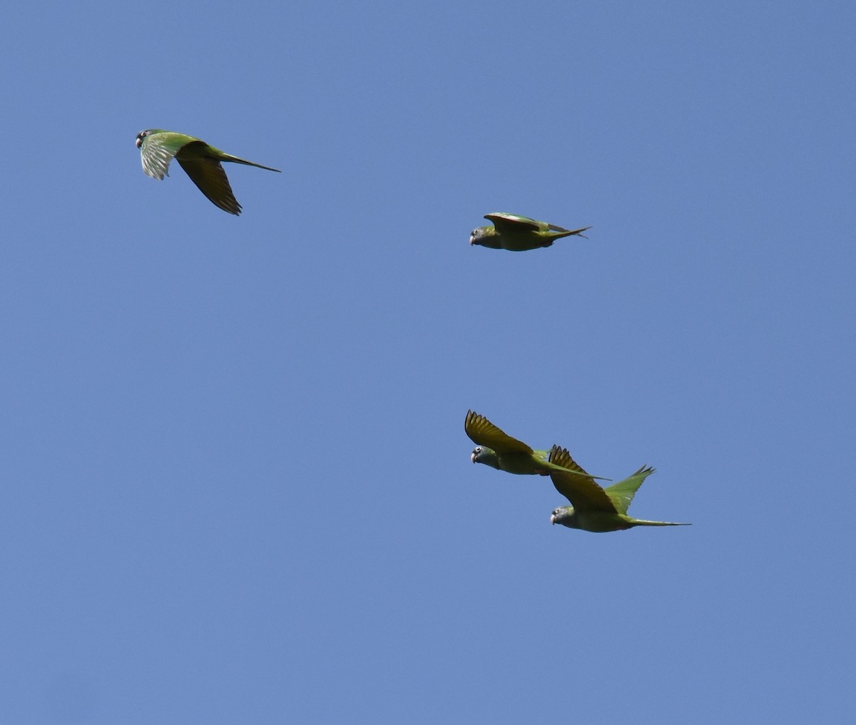 Blue-crowned Parakeet - Bill Tweit