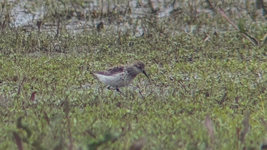 Western Sandpiper - Daniel J. Riley