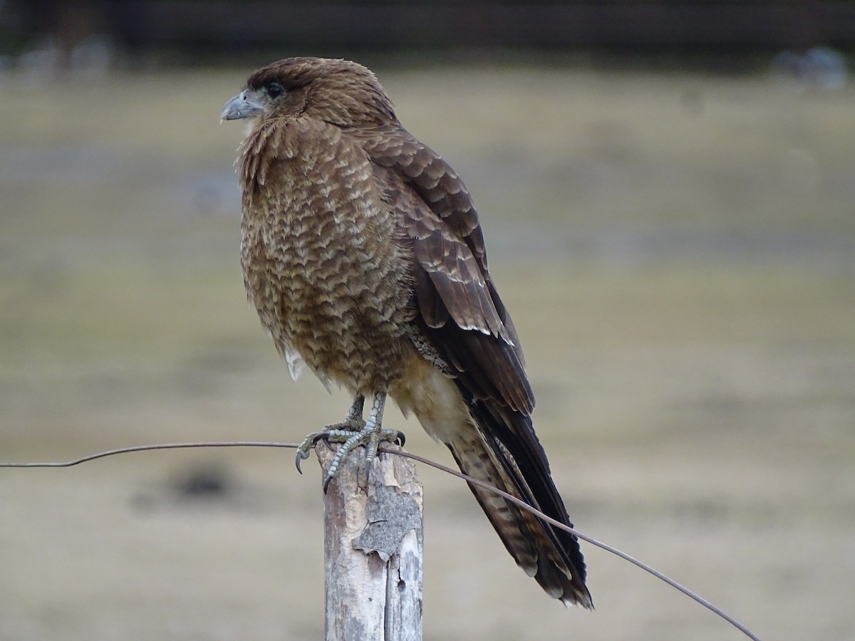 Chimango Caracara - Marcelo Giménez