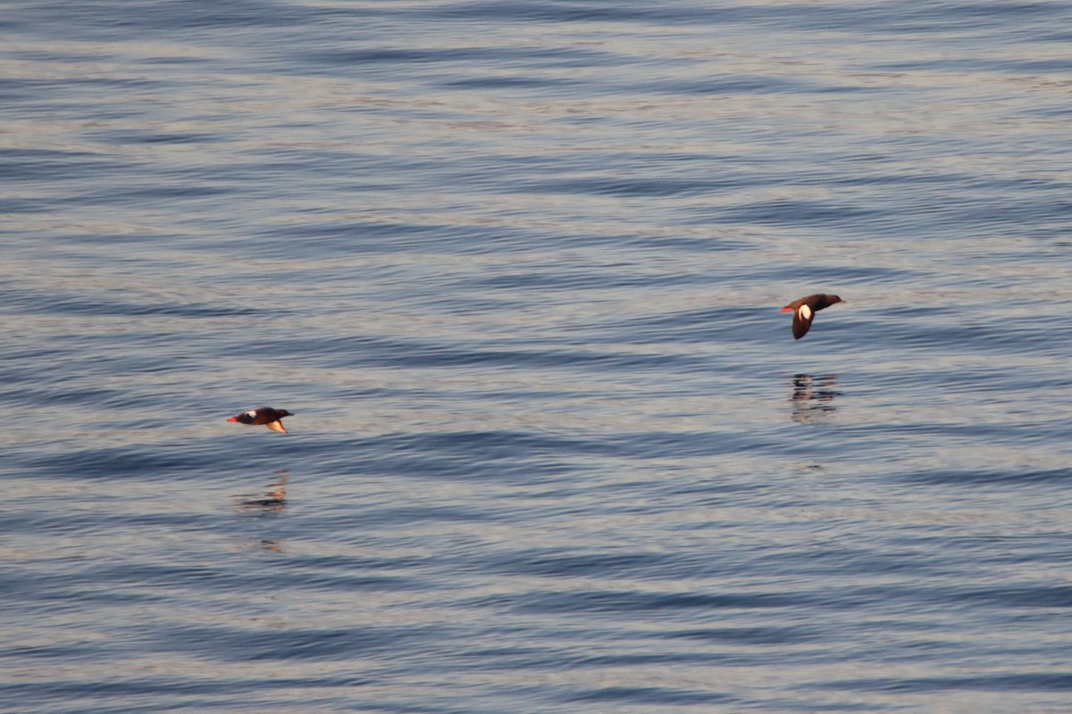 Pigeon Guillemot - ML618844352