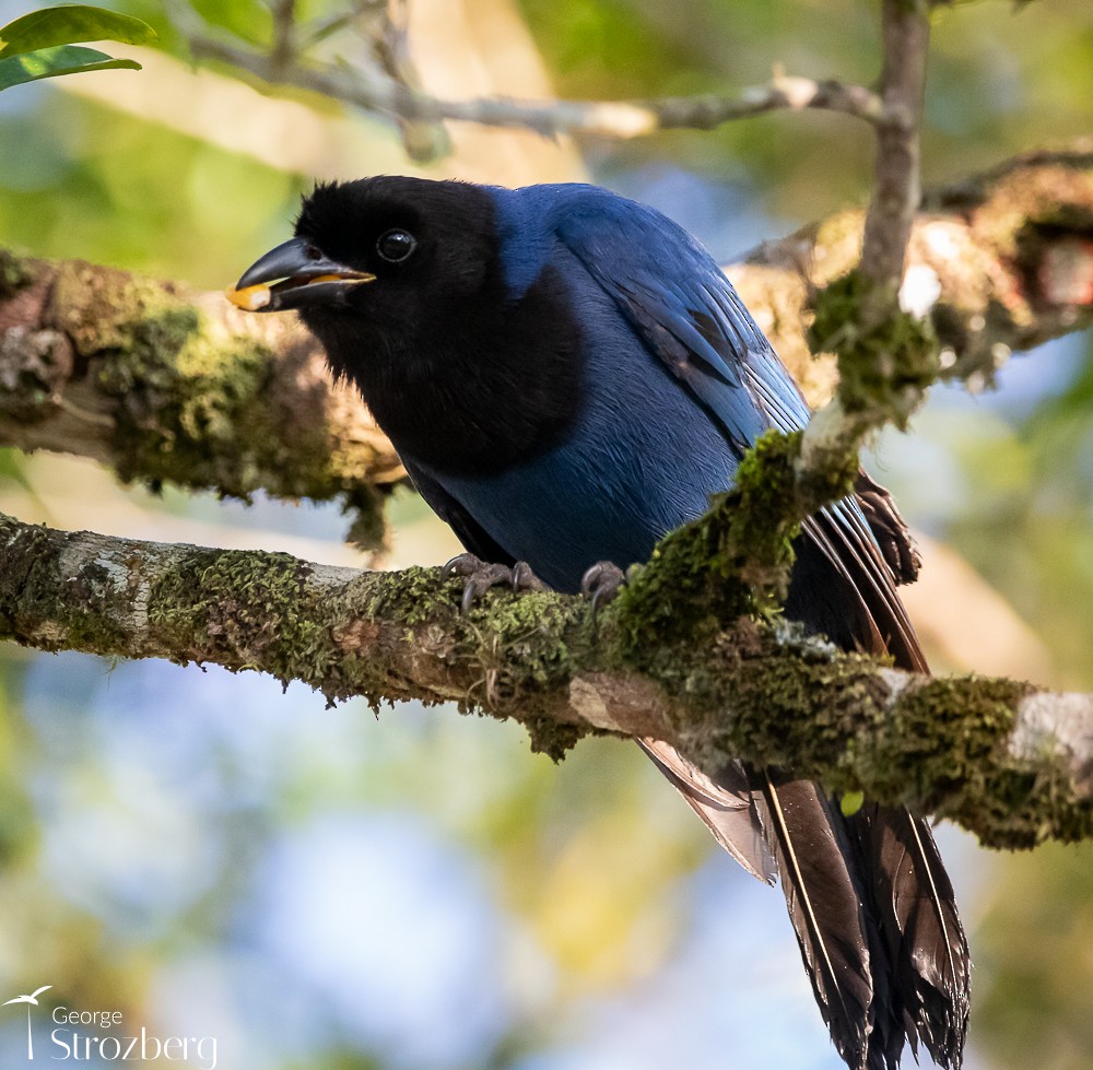 Azure Jay - George Strozberg