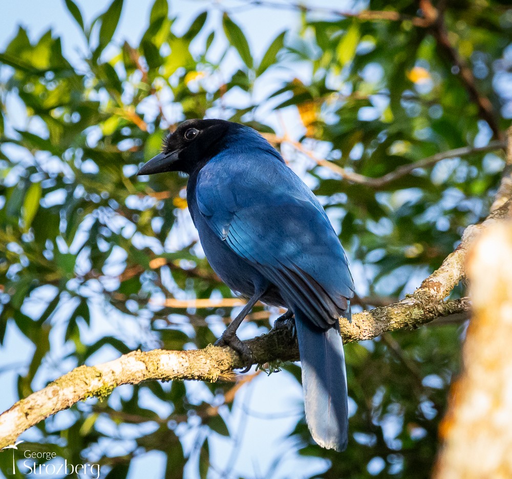 Azure Jay - George Strozberg