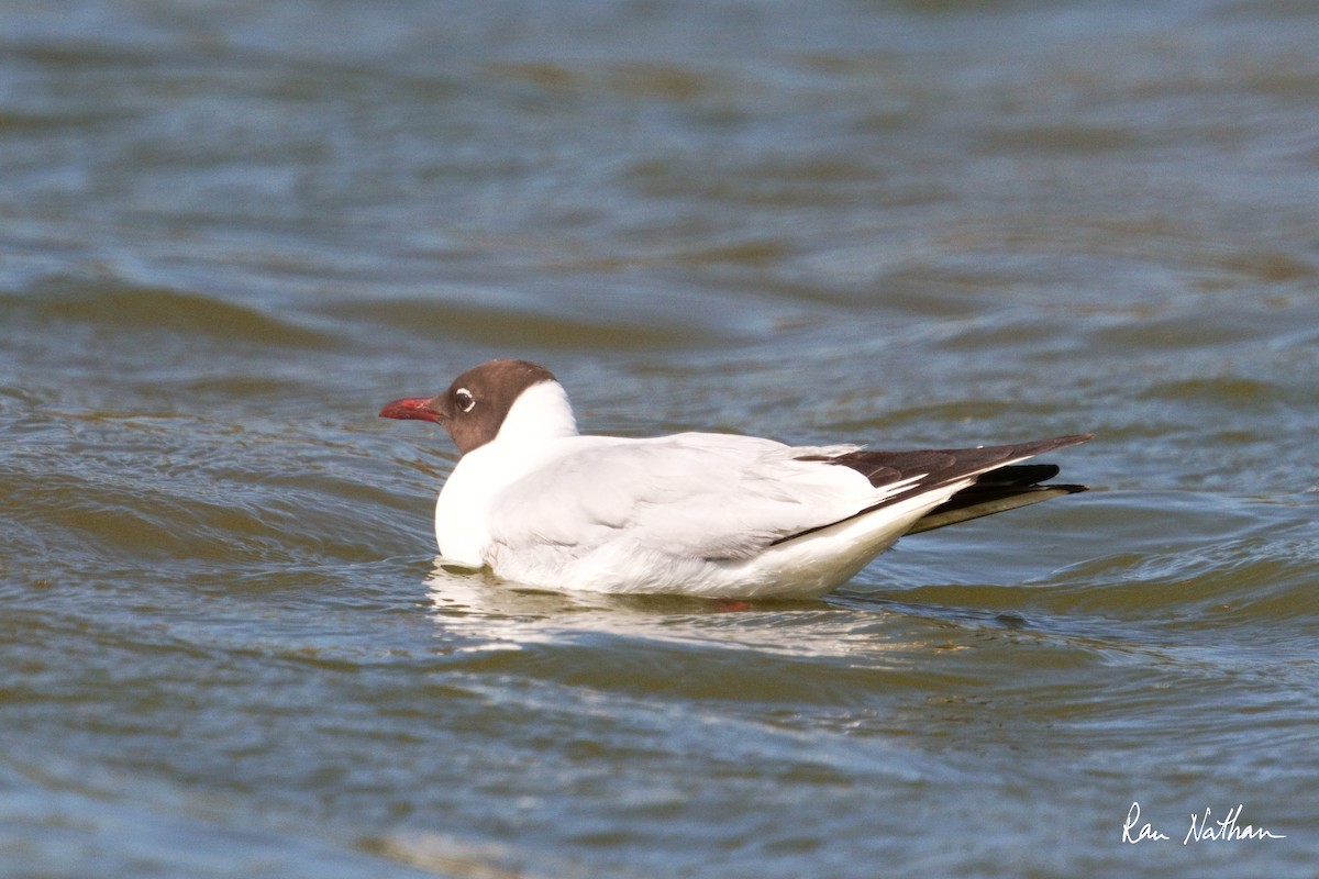 Mouette rieuse - ML618844367