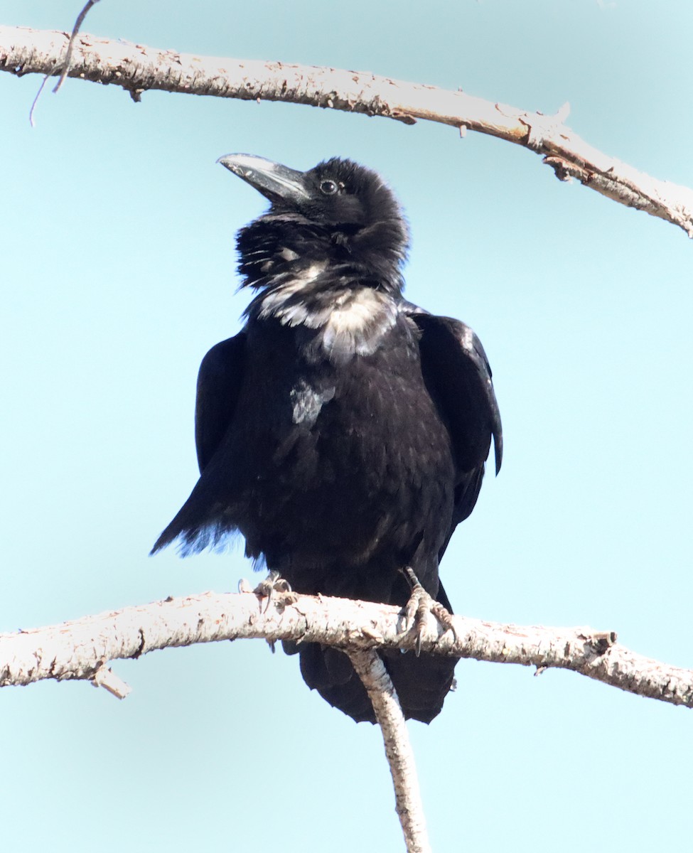 Corbeau à cou blanc - ML618844379