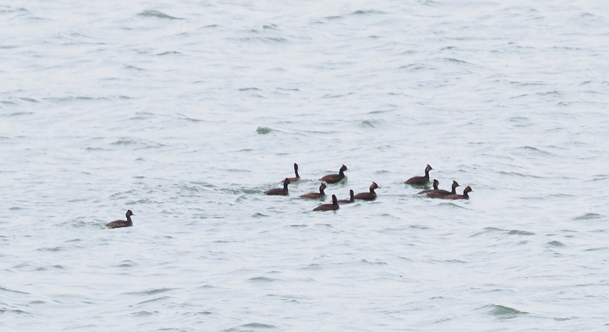 Horned/Eared Grebe - ML618844385