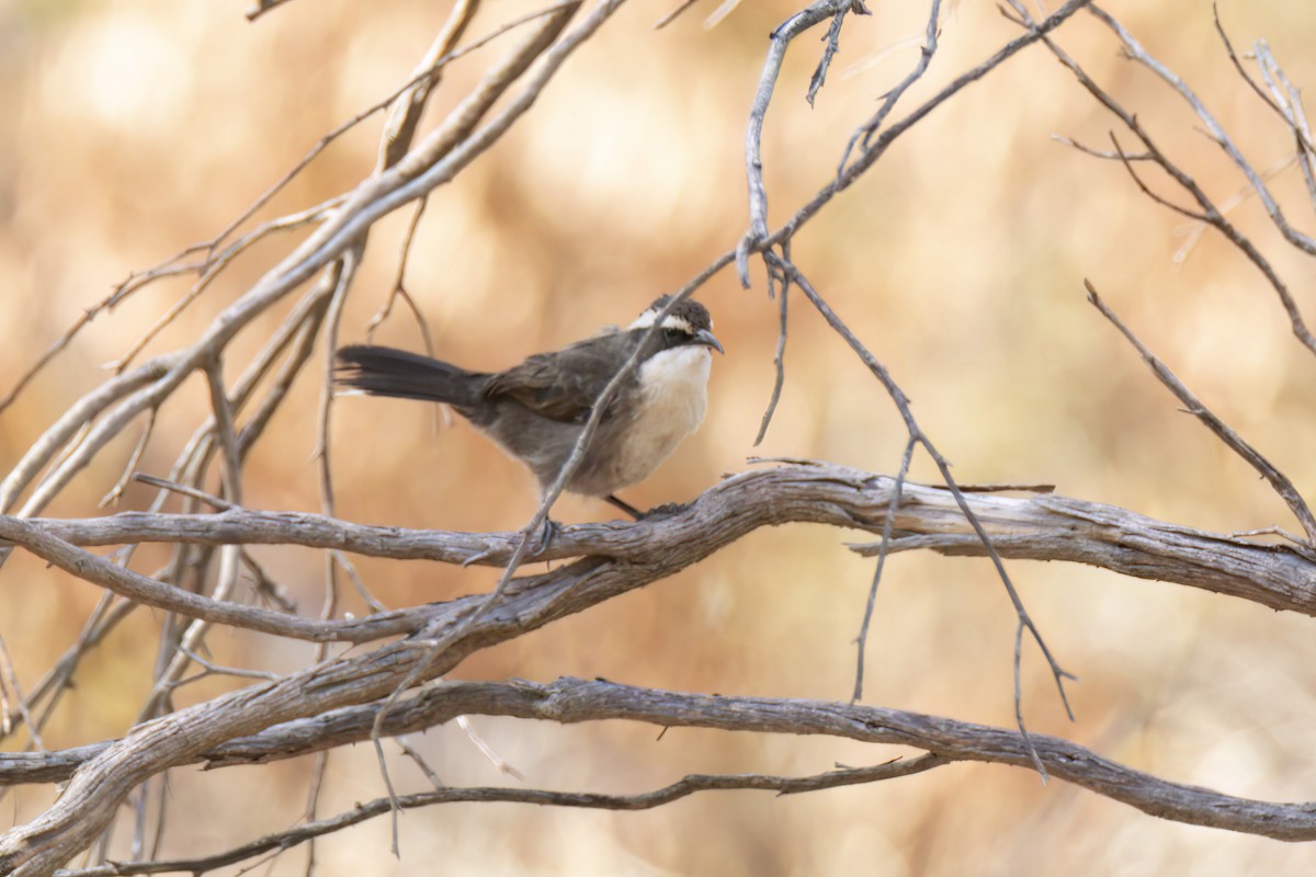 White-browed Babbler - Andreas Heikaus