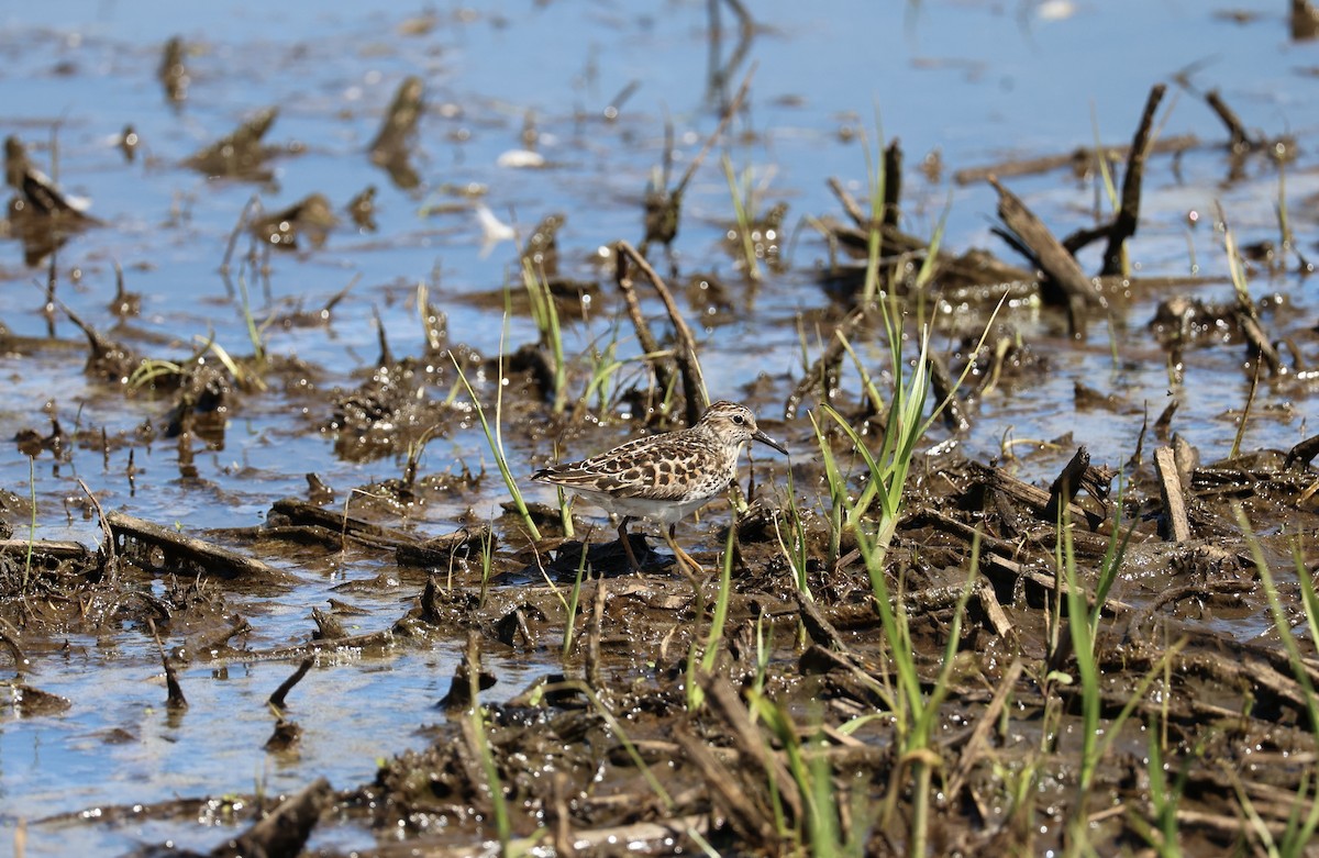 Least Sandpiper - Lily Mah-Sen