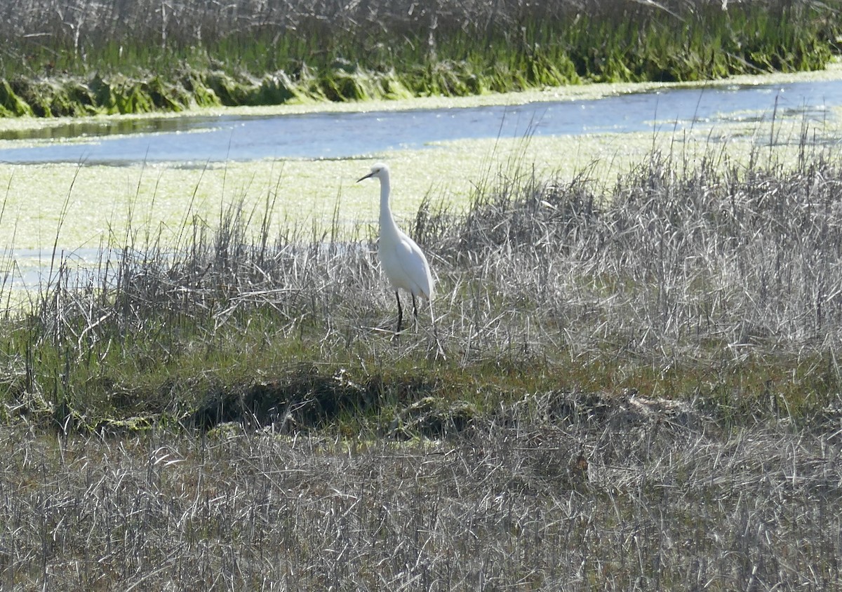 Snowy Egret - Anonymous