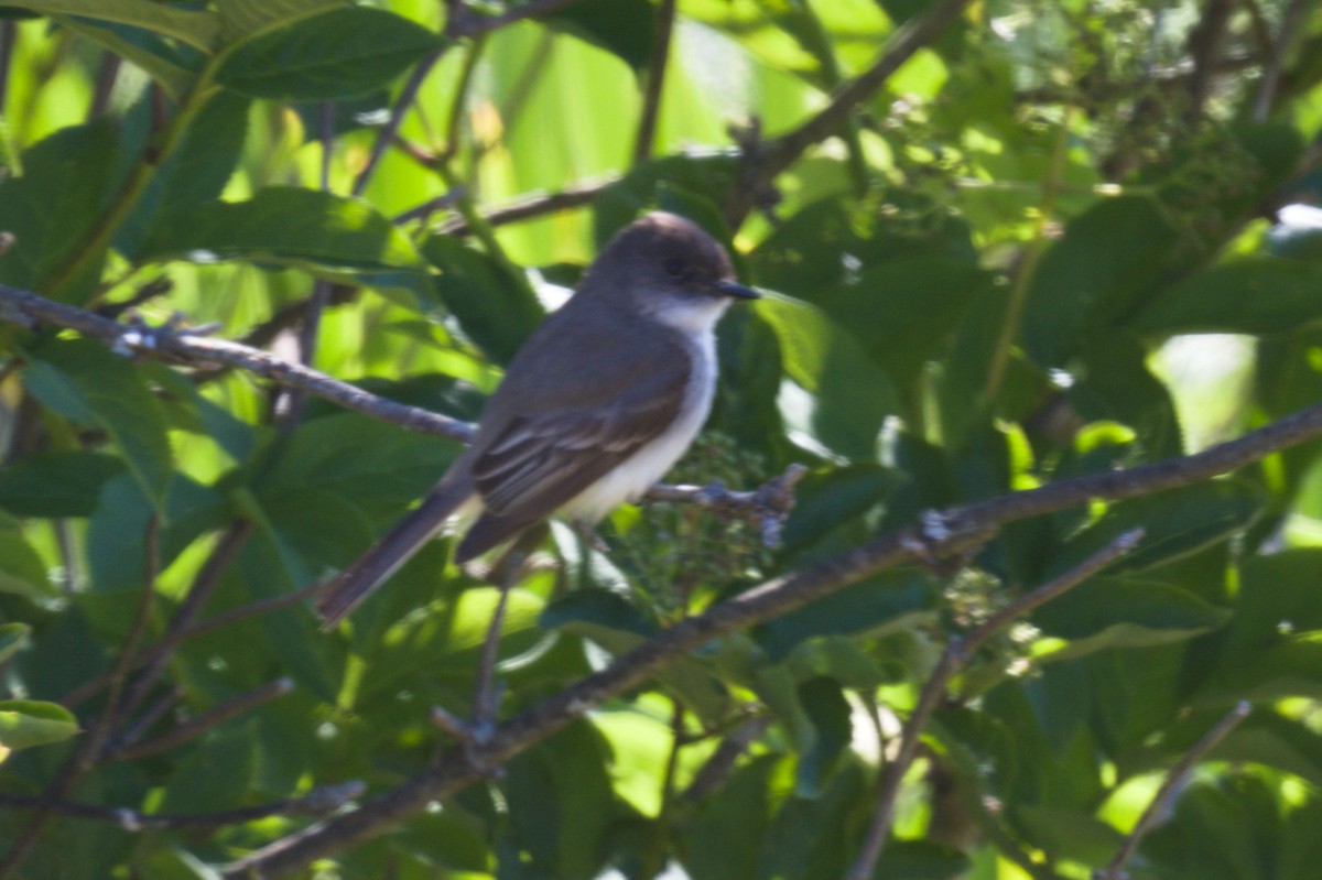 Eastern Phoebe - Nico Stuurman