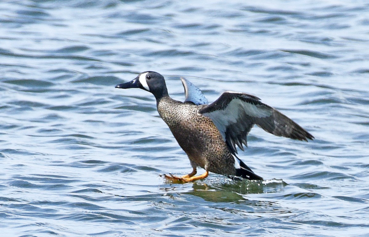 Blue-winged Teal - Steven Mlodinow