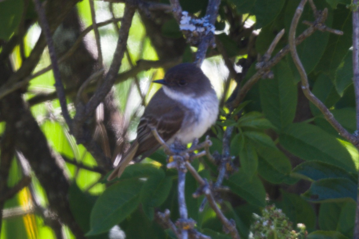 Eastern Phoebe - Nico Stuurman