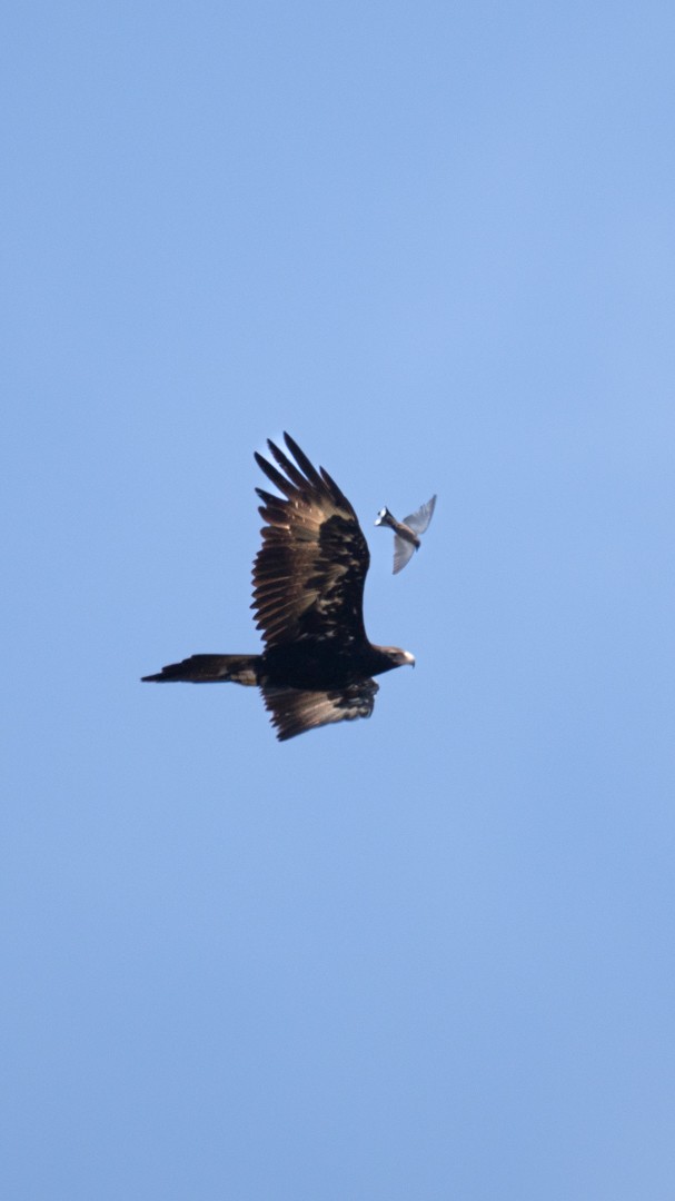 Wedge-tailed Eagle - Sören Salvatore