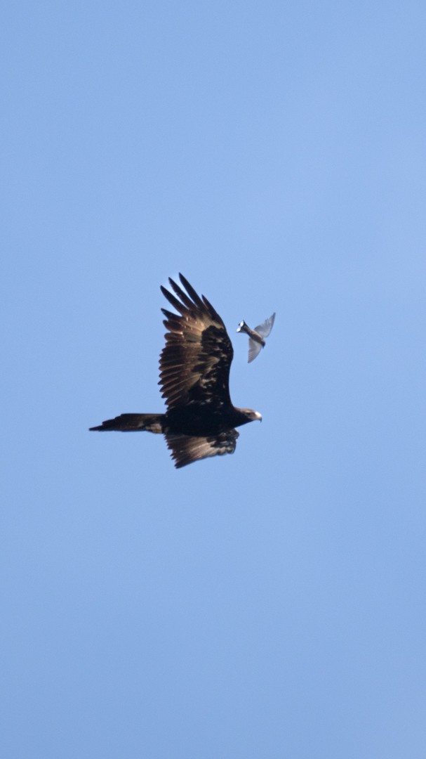 Águila Audaz - ML618844448