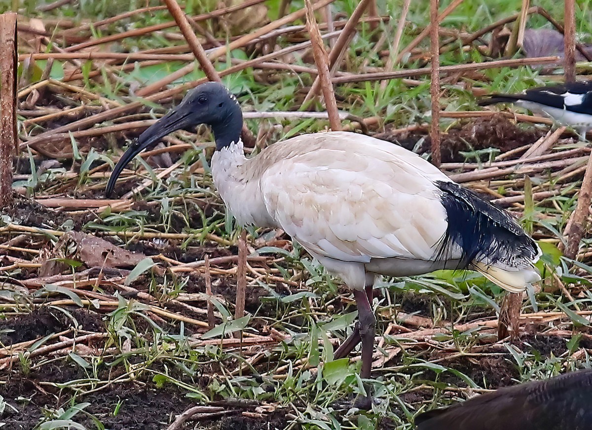 Ibis à cou noir - ML618844463