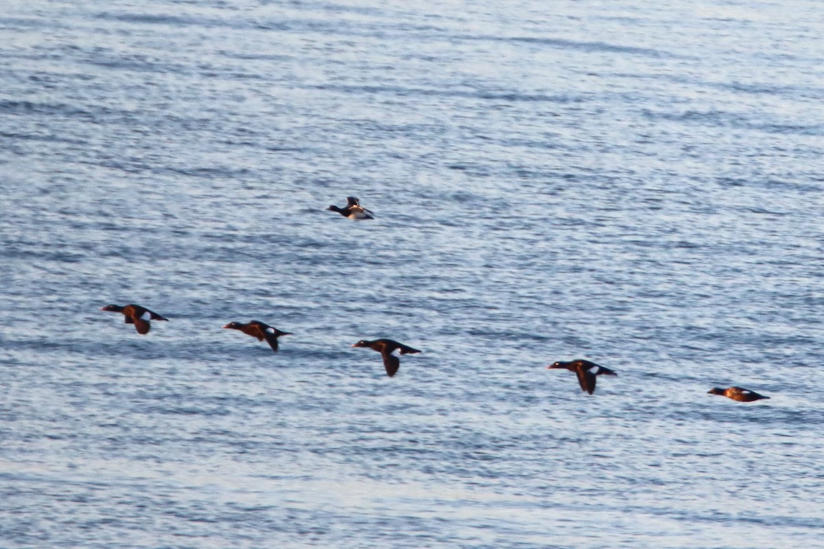 Lesser Scaup - Daniel Donnecke