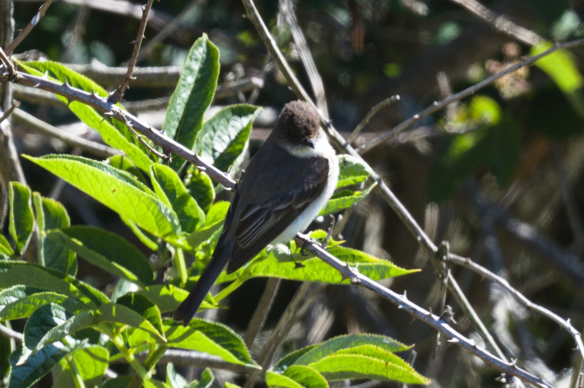 Eastern Phoebe - Nico Stuurman