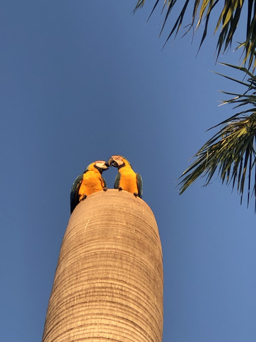 Blue-and-yellow Macaw - ML618844491