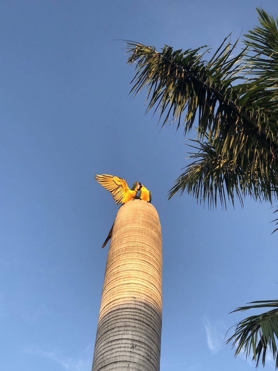 Blue-and-yellow Macaw - Wanilda Costa