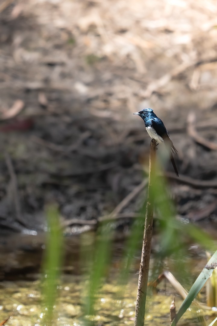 Satin Flycatcher - ML618844501