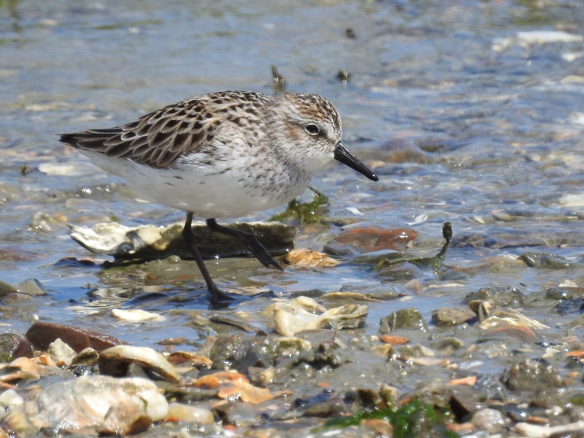 Semipalmated Sandpiper - Laura Mae