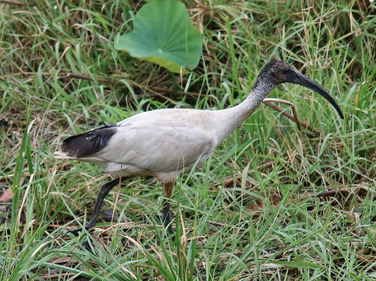 Ibis à cou noir - ML618844512