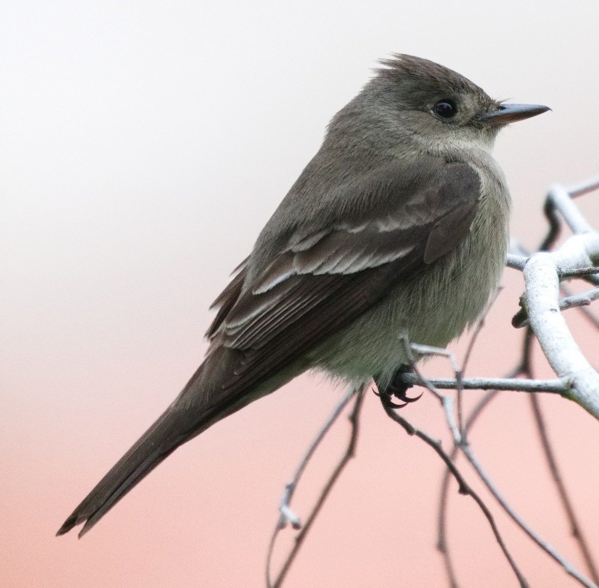 Western Wood-Pewee - DAB DAB