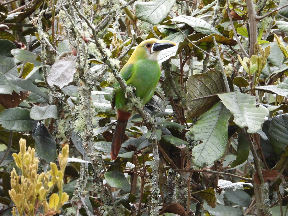 Southern Emerald-Toucanet - Friedman Pabon Peñaloza