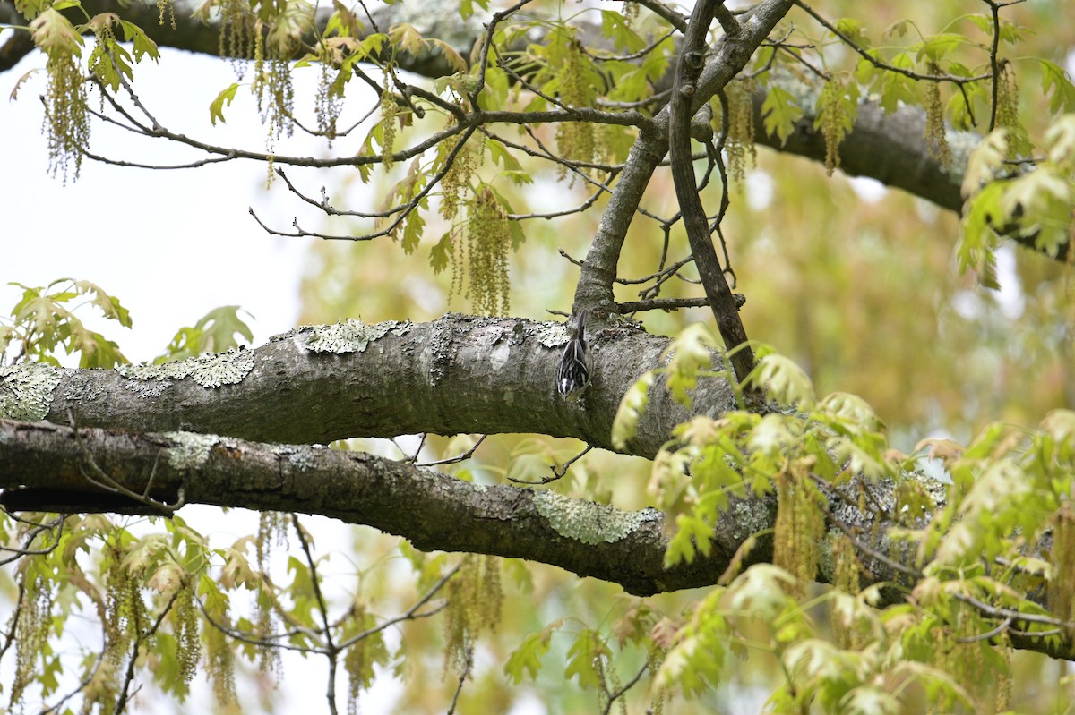 Black-and-white Warbler - Gary Nilson