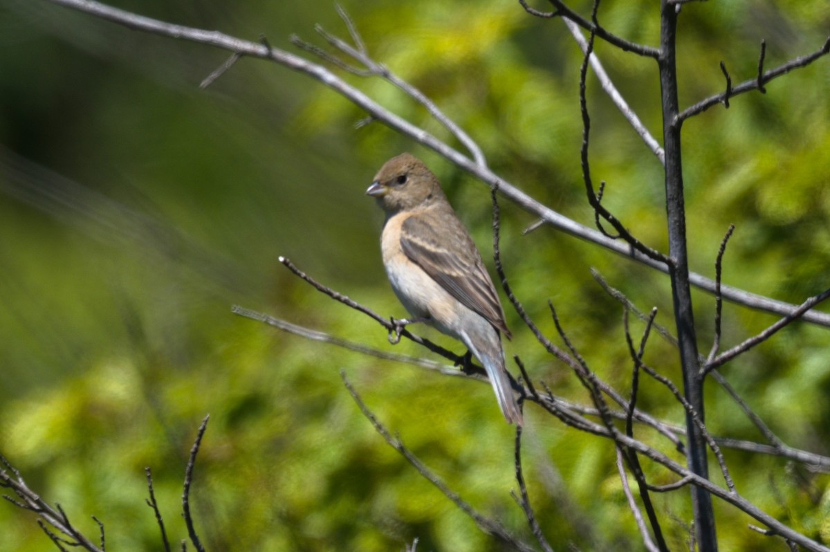 Lazuli Bunting - Nico Stuurman