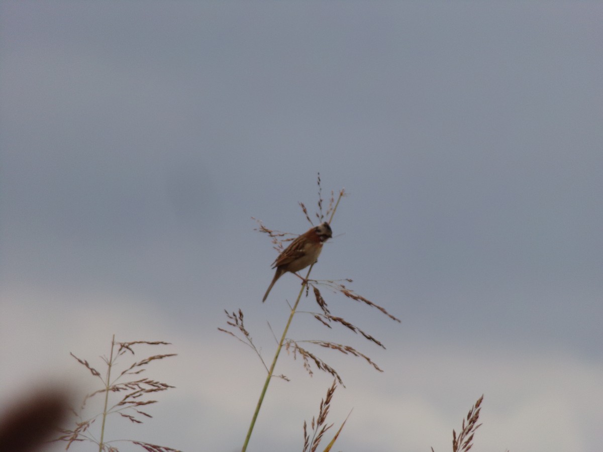 Rufous-collared Sparrow - Boris Espinosa