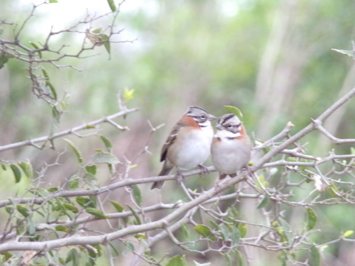 Rufous-collared Sparrow - Boris Espinosa