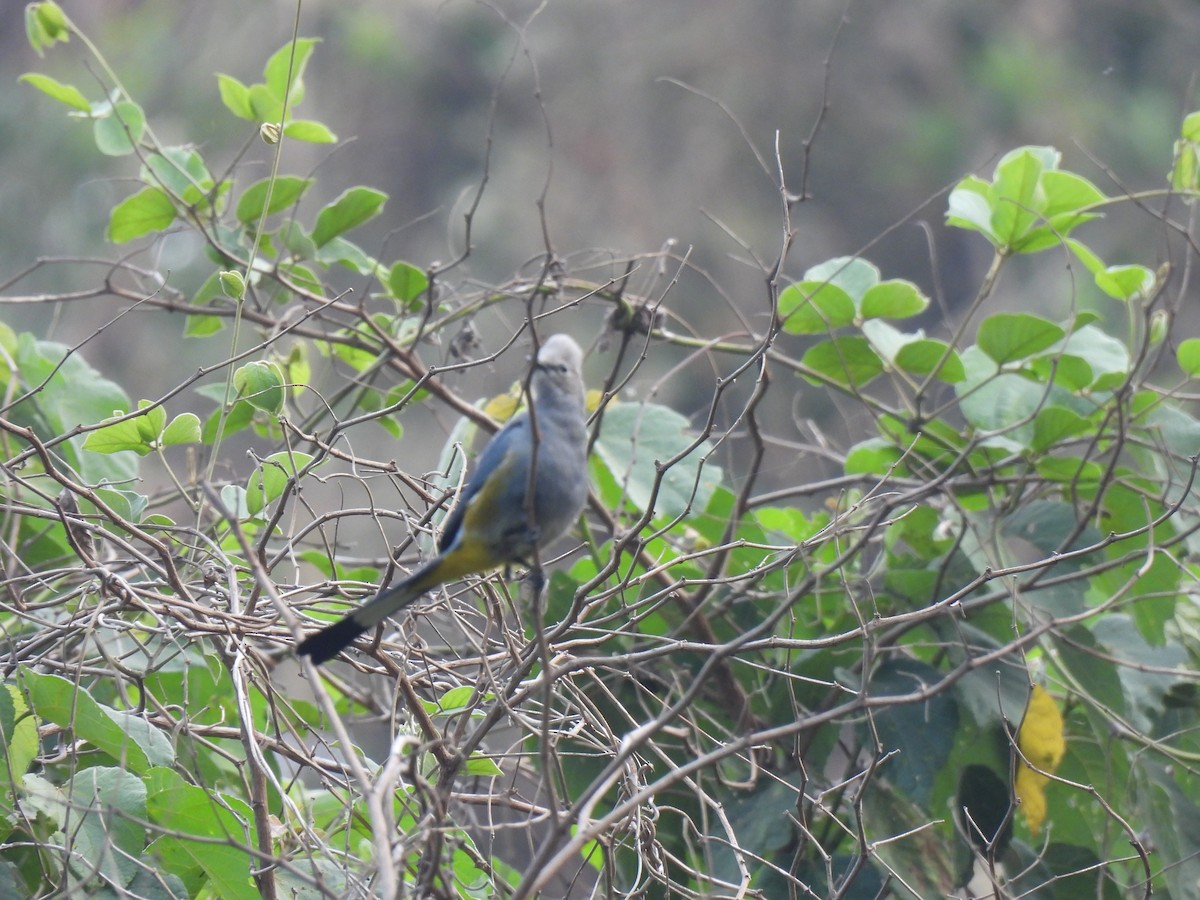 Gray Silky-flycatcher - María Eugenia Paredes Sánchez