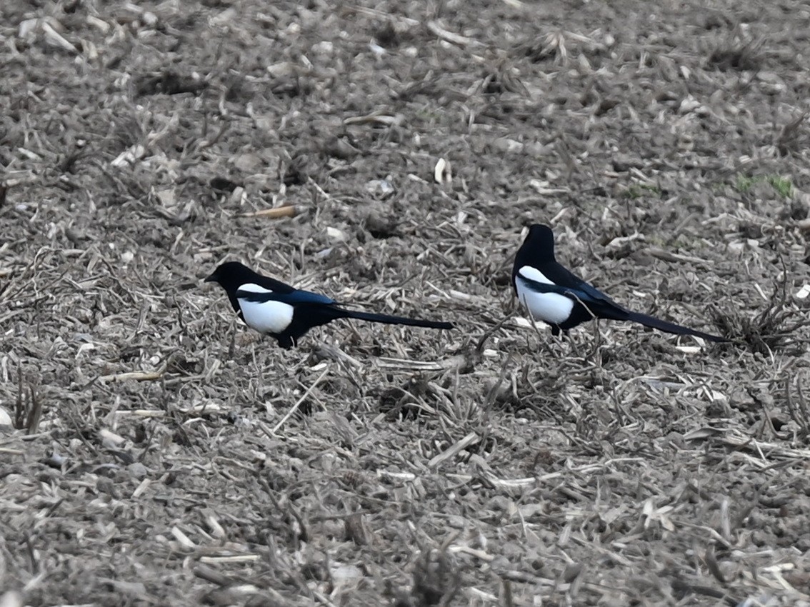 Black-billed Magpie - Geoff Carpentier