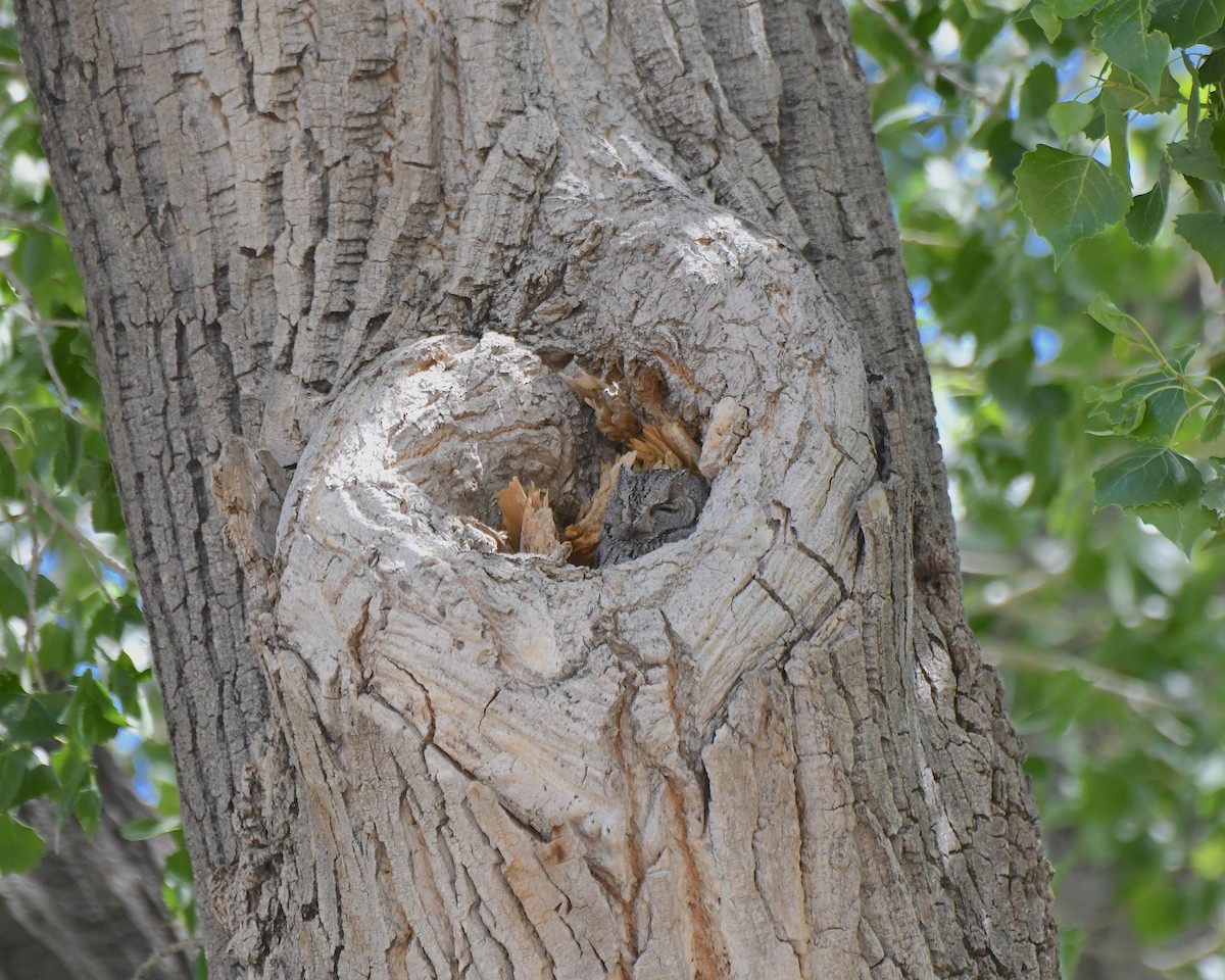 Western Screech-Owl - Ted Wolff