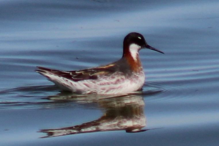 Red-necked Phalarope - Steve Royce