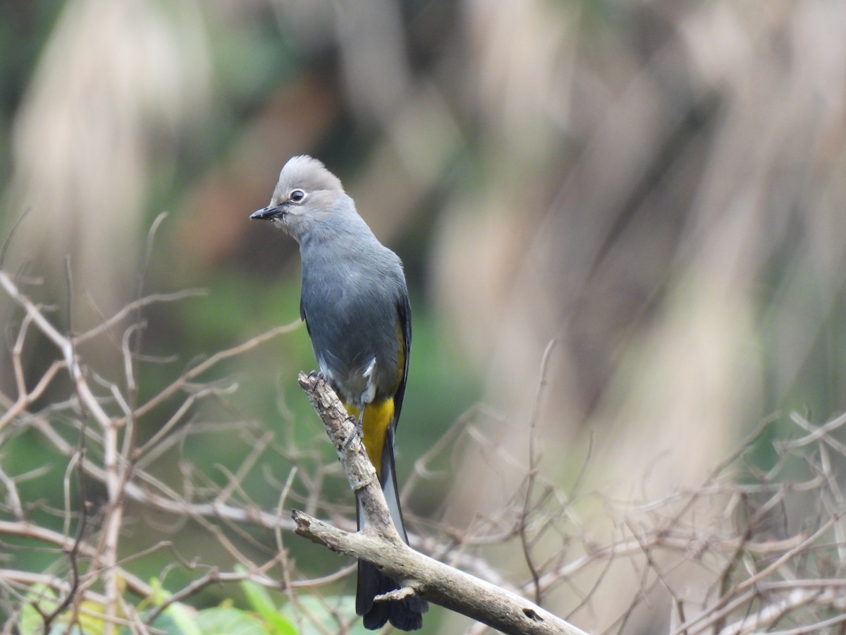 Gray Silky-flycatcher - María Eugenia Paredes Sánchez