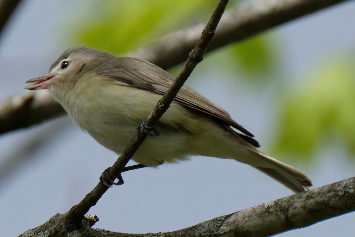 Warbling Vireo - Cindy Gimbert