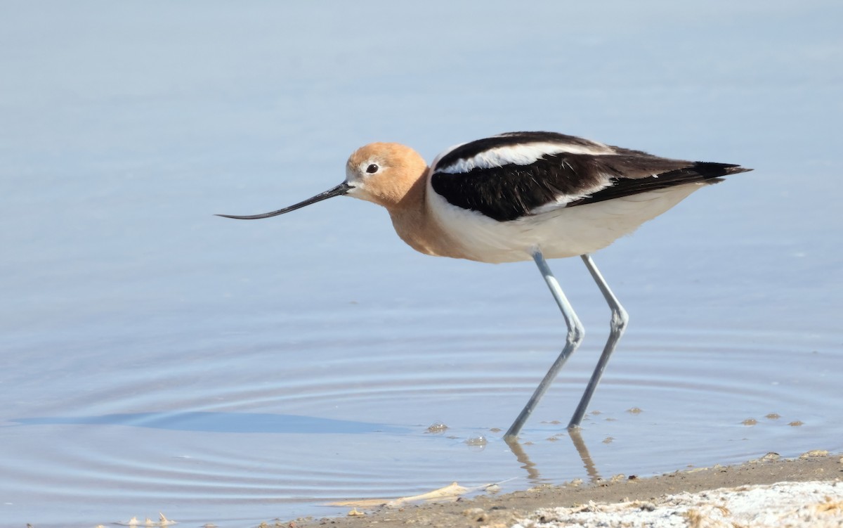 Avocette d'Amérique - ML618844571