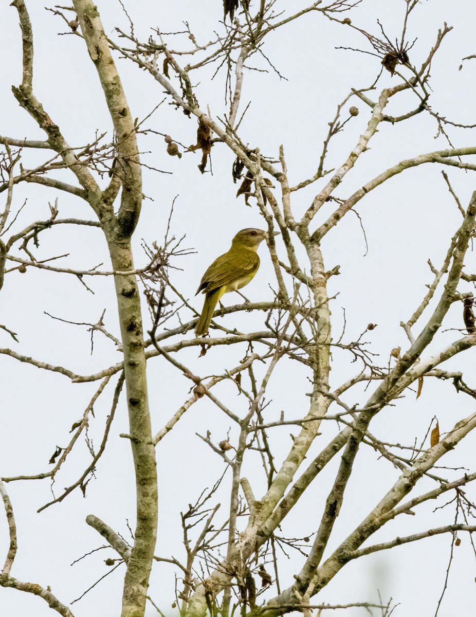 Yellow-green Vireo - Marianne Taylor