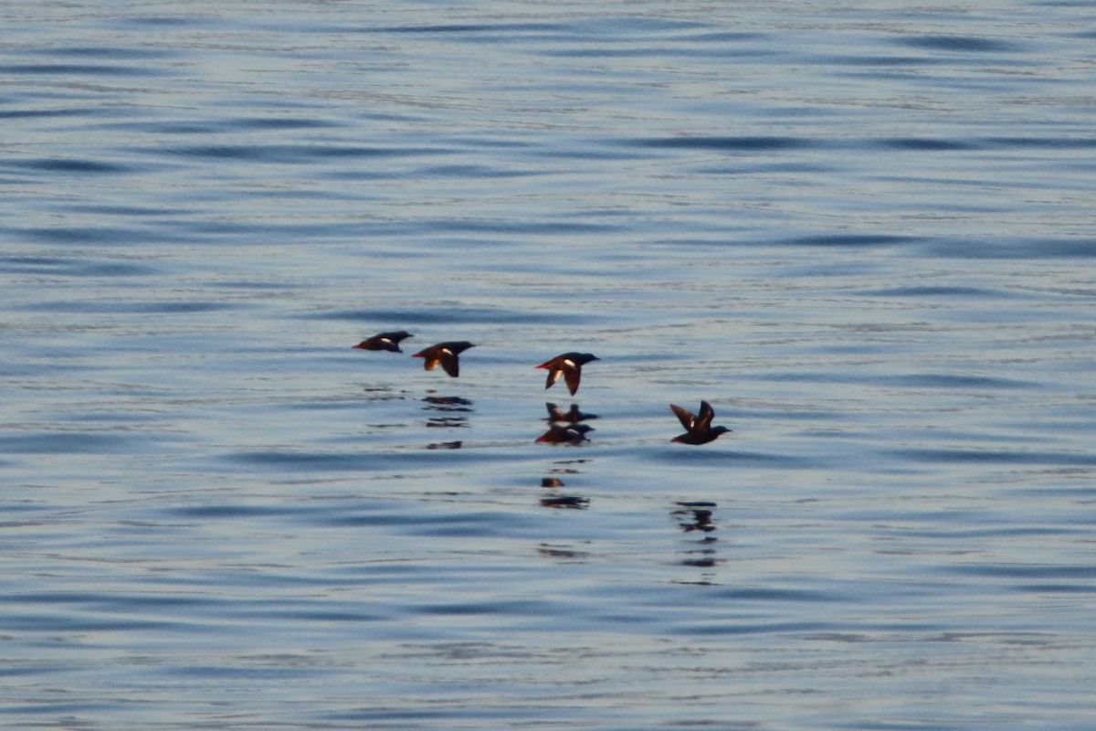 Pigeon Guillemot - Daniel Donnecke