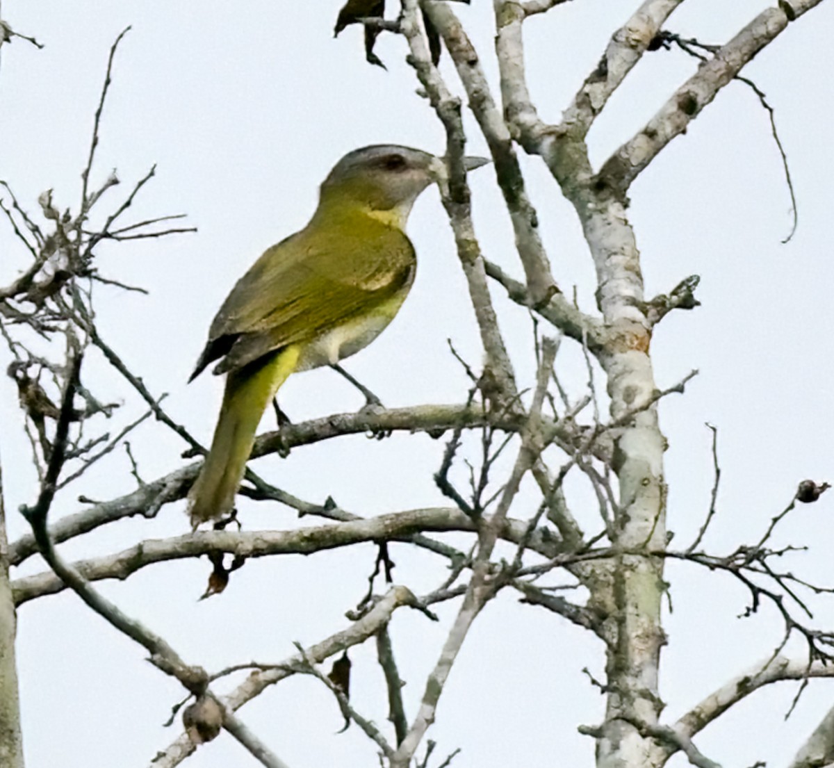 Yellow-green Vireo - Marianne Taylor