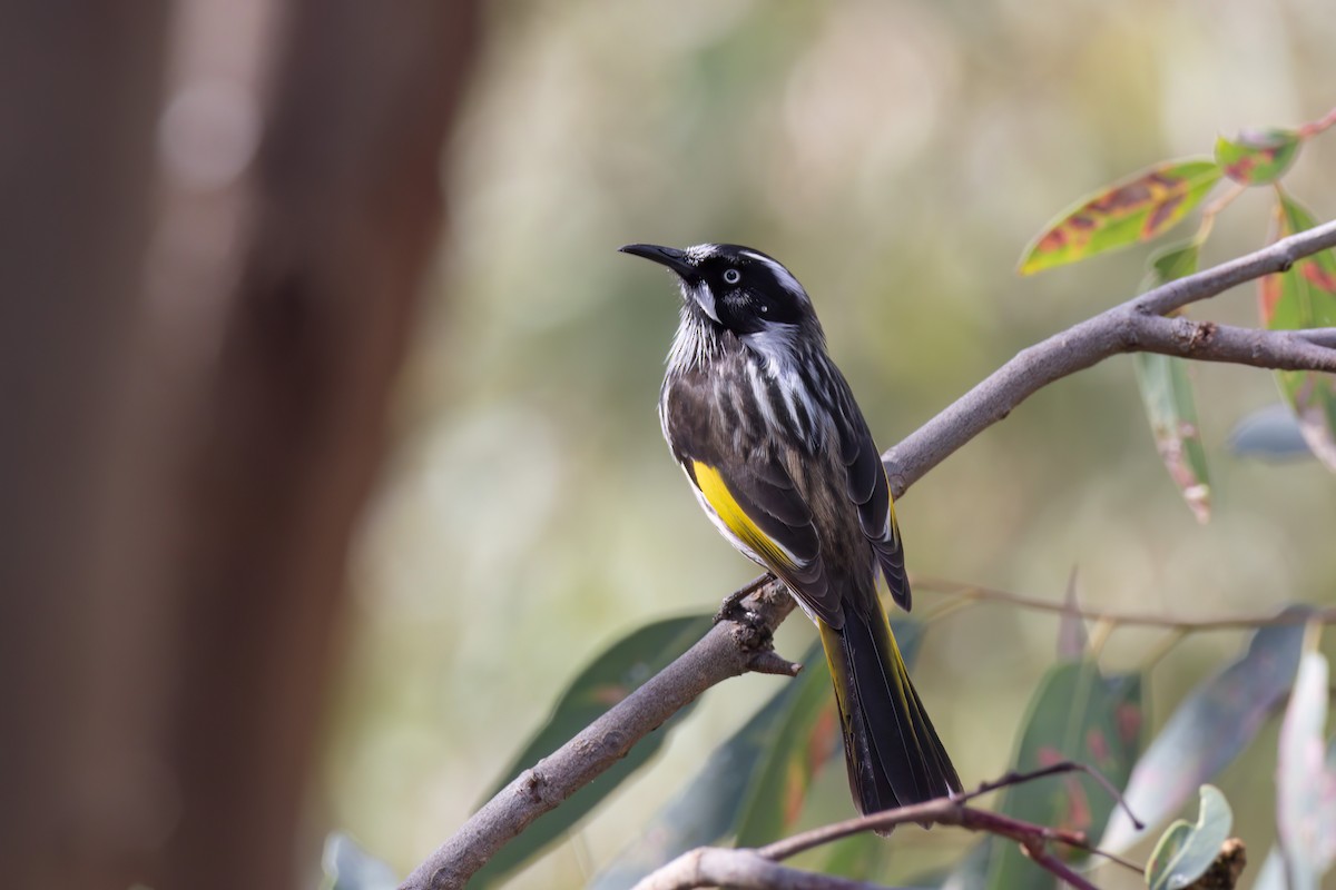 New Holland Honeyeater - Andreas Heikaus