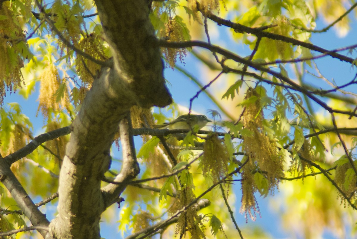 Blue-headed Vireo - Jasper Weinberg