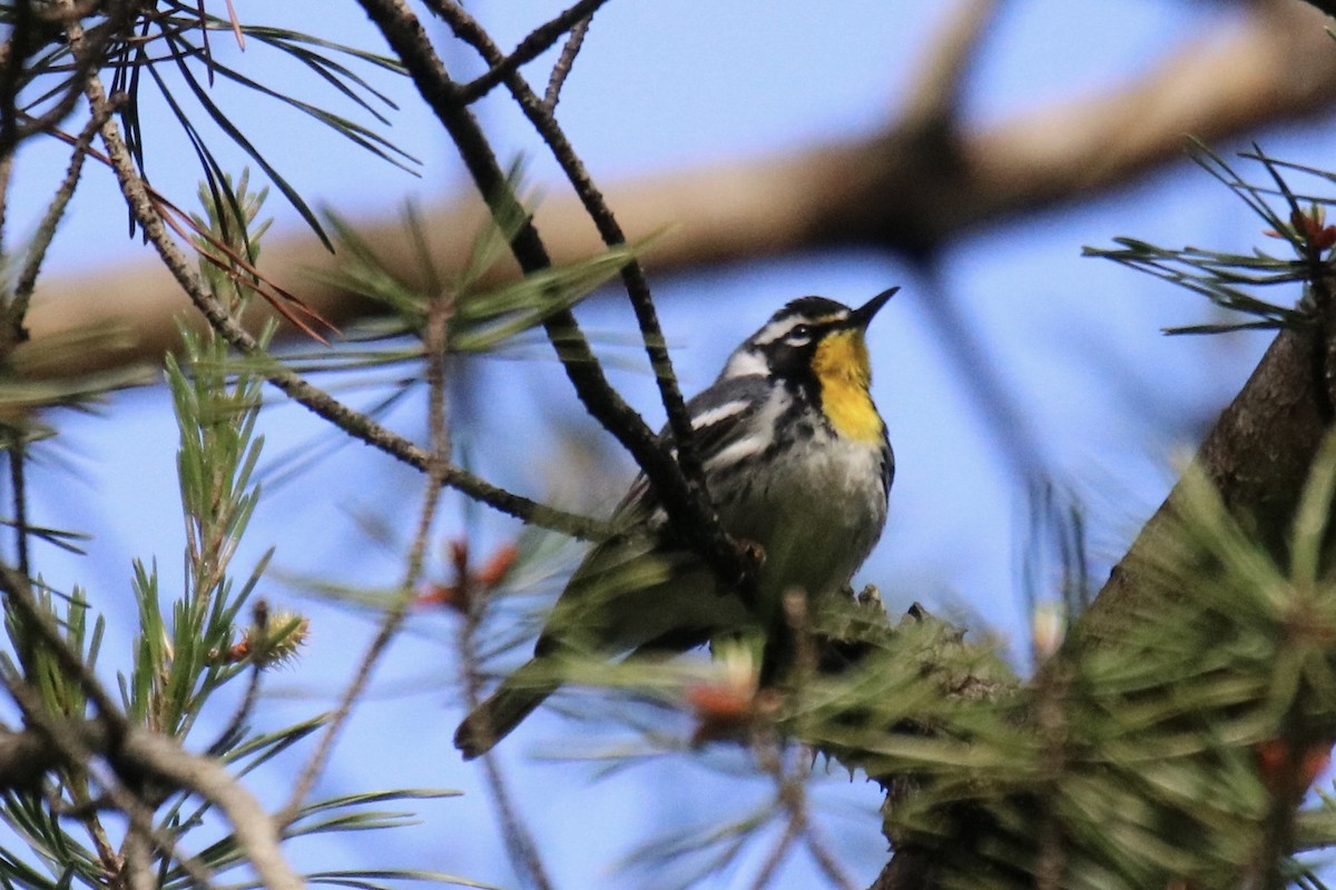 Yellow-throated Warbler - Kelly Krechmer