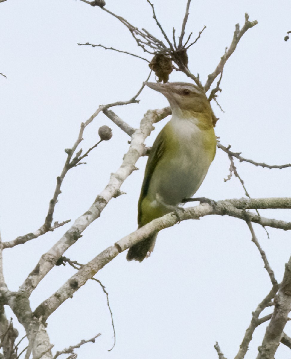 Yellow-green Vireo - Marianne Taylor