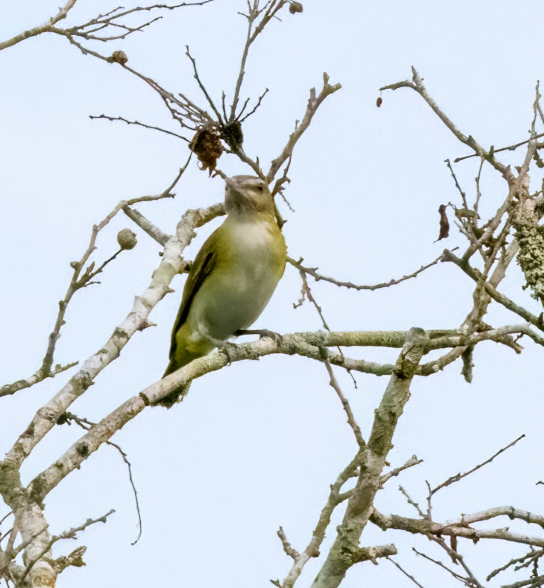 Yellow-green Vireo - Marianne Taylor