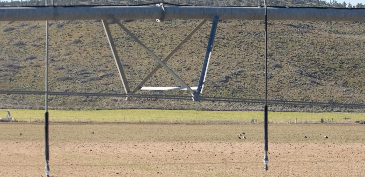 Sandhill Crane - Chuck Gates