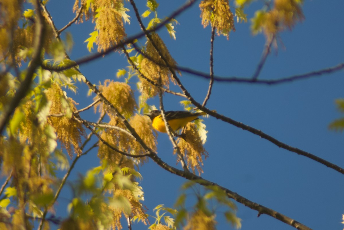 Baltimore Oriole - Jasper Weinberg