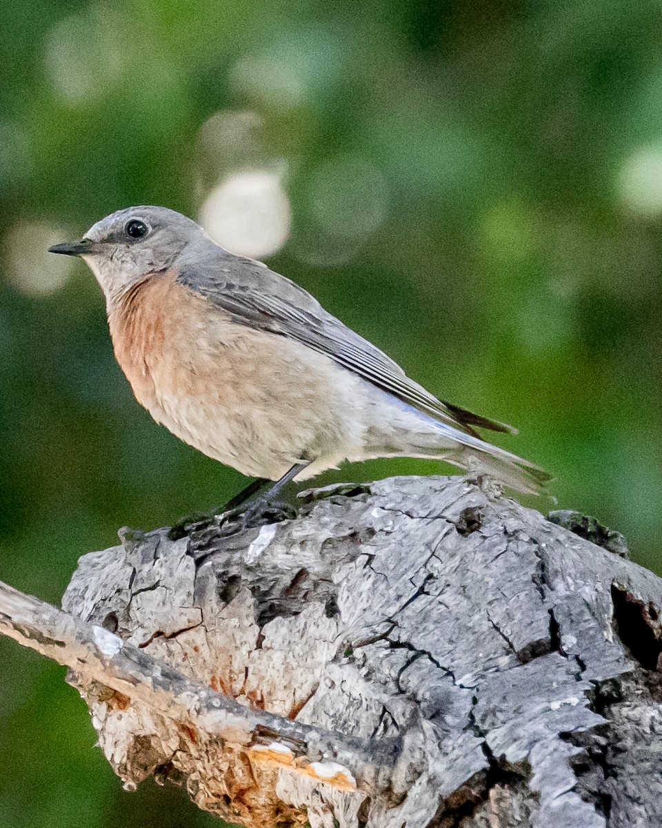 Western Bluebird - Chris Tosdevin