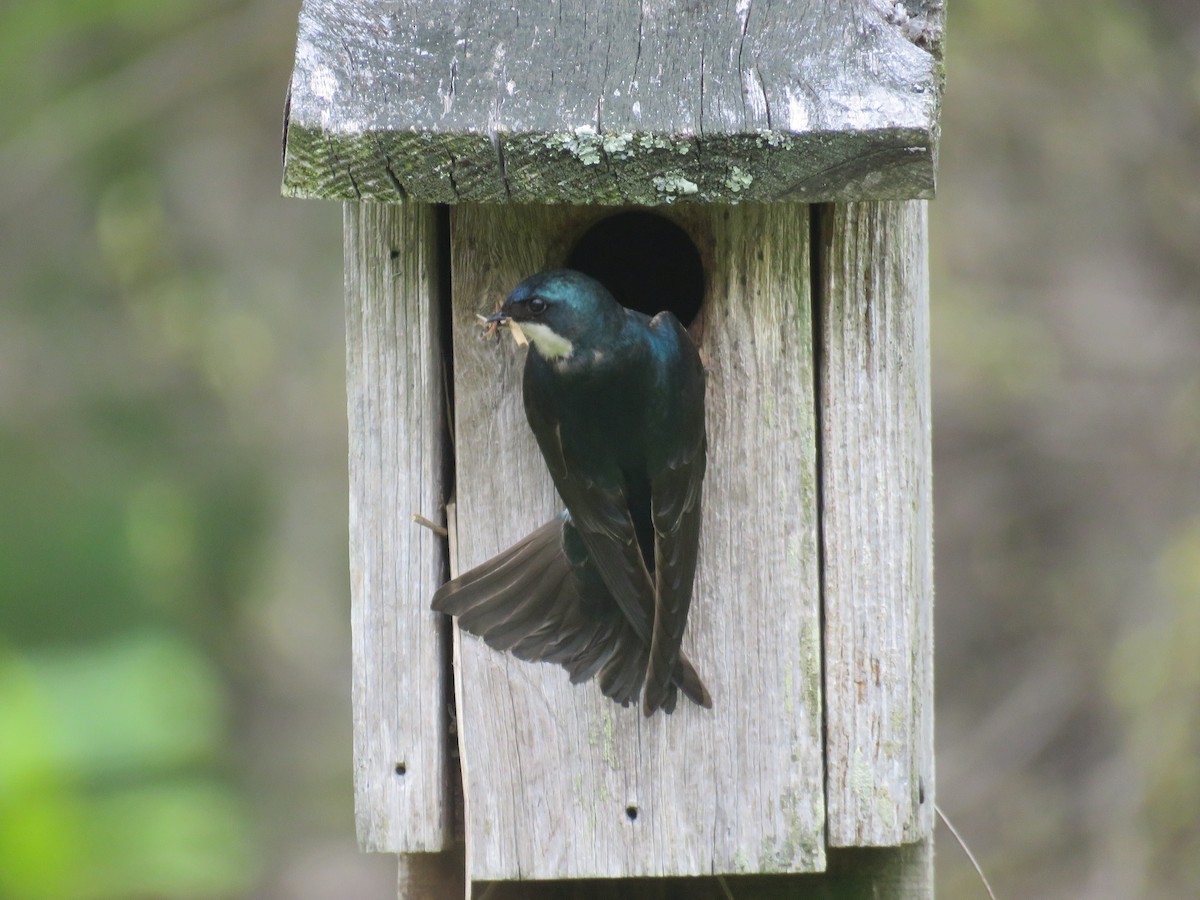 Tree Swallow - Serena Brown